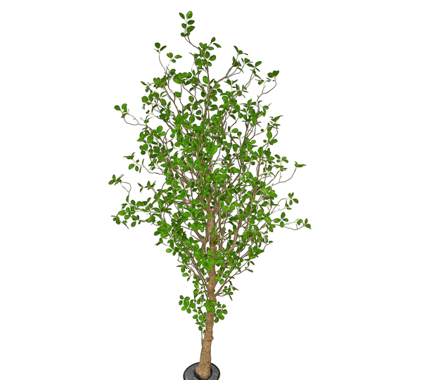 Lilly Pilly 1.7m